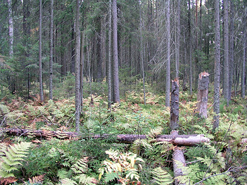 UPM:n avohakkaamaksi merkitsem&auml;&auml; mets&auml;&auml; Evon alueella. Kuva: Matti Liimatainen