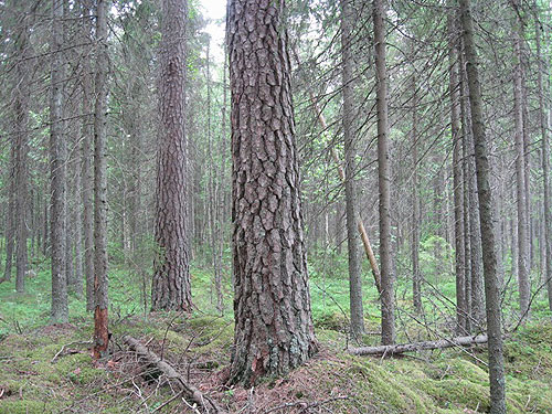 Kuva: Mauno S&auml;rkk&auml;