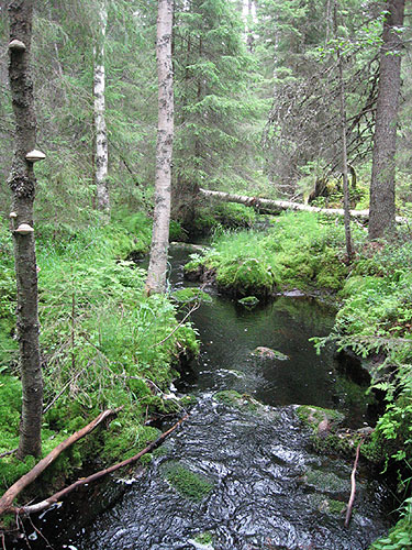 UPM:n avohakkaamaksi merkitsem&auml;&auml; mets&auml;&auml; Evon alueella. Kuva: Matti Liimatainen