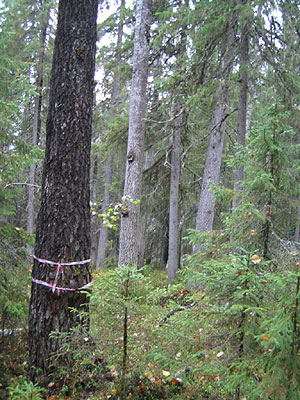 UPM:n avohakkaamaksi merkitsem&auml;&auml; mets&auml;&auml; Evon alueella. Kuva: Matti Liimatainen